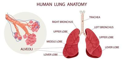 alveoli con navi nel polmoni vettore