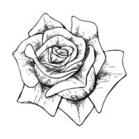 mano disegnato linea arte rosa fiore illustrazione isolato su bianca sfondo vettore