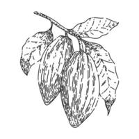 cacao fagiolo schizzo mano disegnato vettore