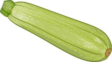 fresco verde zucchine su un' trasparente sfondo. botanico realistico schiacciare frutta illustrazione vettore