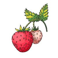 fragola schizzo mano disegnato vettore