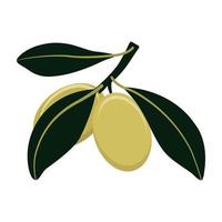 oliva ramo con verde olive isolato su bianca sfondo. piatto stile. vettore illustrazione