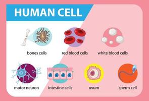 diagramma della cellula umana per l'istruzione vettore