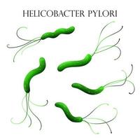 helicobacter pylori batteri. vettore illustrazione, cartone animato stile, bianca sfondo