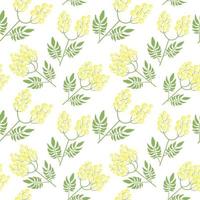 botanico senza soluzione di continuità modello con giallo mimosa fiori e le foglie su bianca sfondo. fondale con elegante fioritura impianti. naturale vettore illustrazione per tessile Stampa, sfondo, involucro carta.