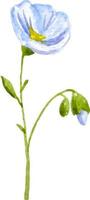 acquerello blu fiore etichetta biancheria isolato vettore