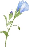 acquerello blu fiore biancheria chiuso clipart isolato su bianca vettore