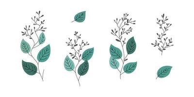 collezione di eucalipto pianta e fiore illustrazione per natura design elemento vettore