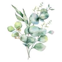 eucalipto mazzo acquerello, floreale mazzo, verdura disposizione, floreale disposizione, verde le foglie composizione vettore