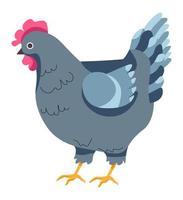 gallina pollo, allevamento e crescita su azienda agricola vettore