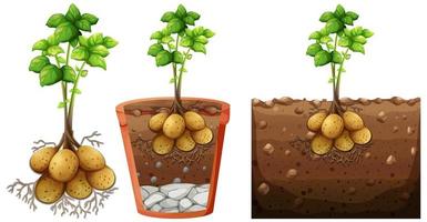 set di pianta di patate con radici isolate su priorità bassa bianca vettore