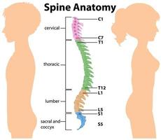 anatomia della colonna vertebrale o curve spinali infografica vettore