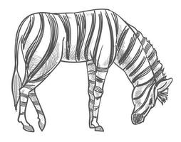 selvaggio animale pascolo su campo, zebra monocromatico vettore