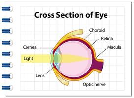 anatomia dell'occhio umano con sezione trasversale del diagramma dell'occhio vettore