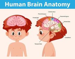 poster informativo del diagramma del cervello umano vettore