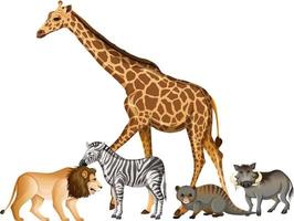 gruppo di animali selvatici africani su sfondo bianco vettore