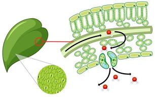 diagramma che mostra la cella foglia su sfondo bianco vettore