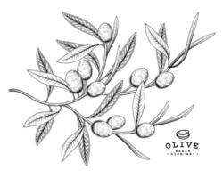 elementi disegnati a mano di frutta verde oliva. vettore