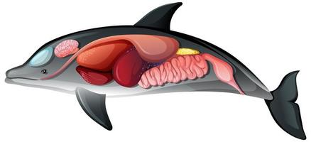 anatomia interna di un delfino isolato su sfondo bianco vettore