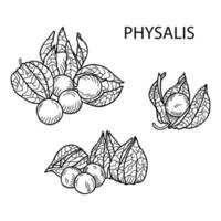 composizione di frutta physalis. illustrazione vettoriale disegnato a mano.