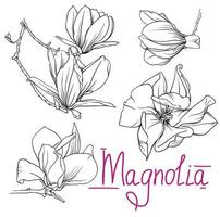 mano disegnato monocromatico magnolia fiori e rami. magnolia schema, nero e bianca vettore illustrazione di magnolia fiori e rami
