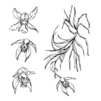 mano disegnato vettore inchiostro orchidea fiori, steli, foglie, monocromo, dettagliato schema. composizione con rami. isolato su bianca sfondo. design per parete arte, nozze, Stampa, tatuaggio, coperchio, carta.