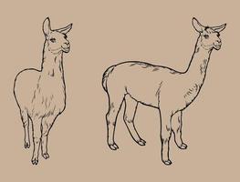 animale lama nero e bianca vettore disegno. per colorazione libri e illustrazione. isolato vettore