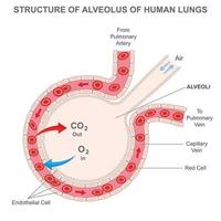 alveolo di umano polmoni, ossigeno e carbonio biossido mossa nel alveoli vettore