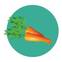 isolato carote vegetali disegno vettoriale