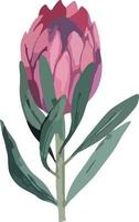 impostato realistico vettore illustrazione di protea fiori. tropicale re fiore protea nel fioritura. design per stampa saluto carta, invito, tessuto, involucro carta.