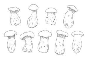 re ostrica collezione nel schema stile. asiatico cibo funghi. vettore fungo illustrazione impostato