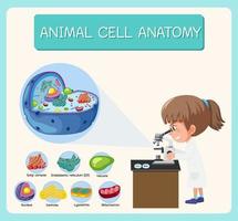 anatomia del diagramma di biologia delle cellule animali vettore