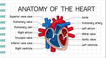 poster informativo del diagramma del cuore umano vettore