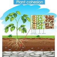 diagramma che mostra la coesione della pianta vettore