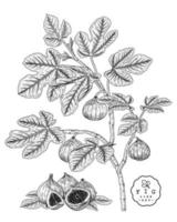 illustrazioni botaniche disegnate a mano di frutta di fico.