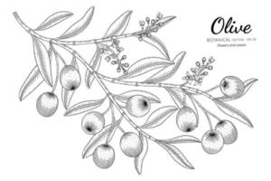 Illustrazione botanica disegnata a mano dell'albero di olio d'oliva con disegni al tratto su sfondo bianco vettore