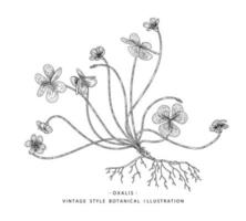 acetosella o oxalis acetosella illustrazioni botaniche disegnate a mano vettore