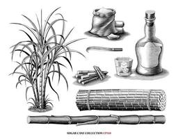 albero di canna da zucchero con la raccolta del prodotto illustrazione stile incisione vintage arte in bianco e nero isolato su sfondo bianco vettore
