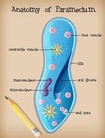 anatomia di un paramecium vettore