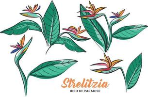 strelitzia fiore uccello del paradiso disegno a mano vettore