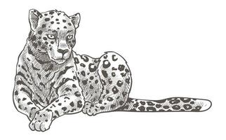 leopardo animale riposo su terra monocromatico schizzo vettore