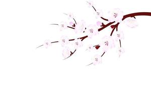 sakura ramo con fiori e le foglie su bianca sfondo. ciliegia fiorire primavera design vettore