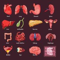 raccolta di organi interni umani vettore