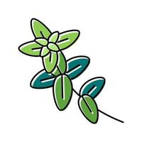 illustrazione vettoriale dell'icona del colore del ramo della pianta di origano