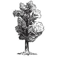 dettagliato schizzo di un' albero con lussureggiante fogliame, un' radura con erba. vettore isolato monocromatico illustrazione.