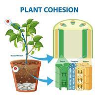 diagramma che mostra la coesione della pianta vettore