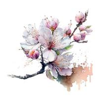 primavera fiori ciliegia fiori e caduta petali sfondo-acquerello illustrazione vettore