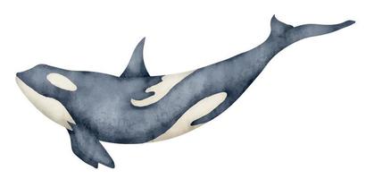 acquerello illustrazione di nero uccisore balena. mano disegnato illustrazione di orca su isolato sfondo. bellissimo realistico subacqueo mammifero mare animale. disegno di orcino per grande manifesto o zoologia vettore