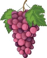 uva. maturo viola uva. fresco uva. maturo frutti di bosco. vino uva vettore illustrazione isolato su bianca sfondo