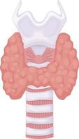 tiroide ghiandola. anatomico Immagine di il tiroide ghiandola. umano interno organi. vettore illustrazione isolato su un' bianca sfondo